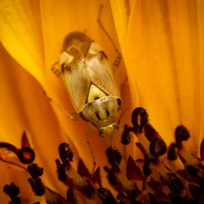 Gemeine Wiesenwanze