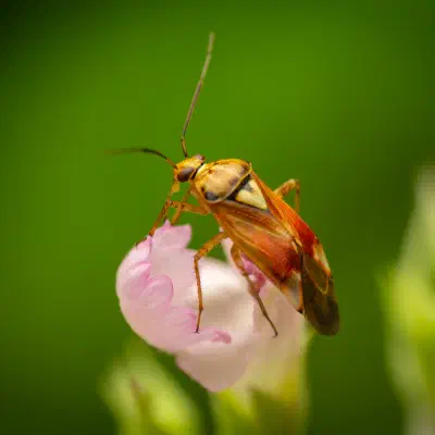 Gemeine Wiesenwanze