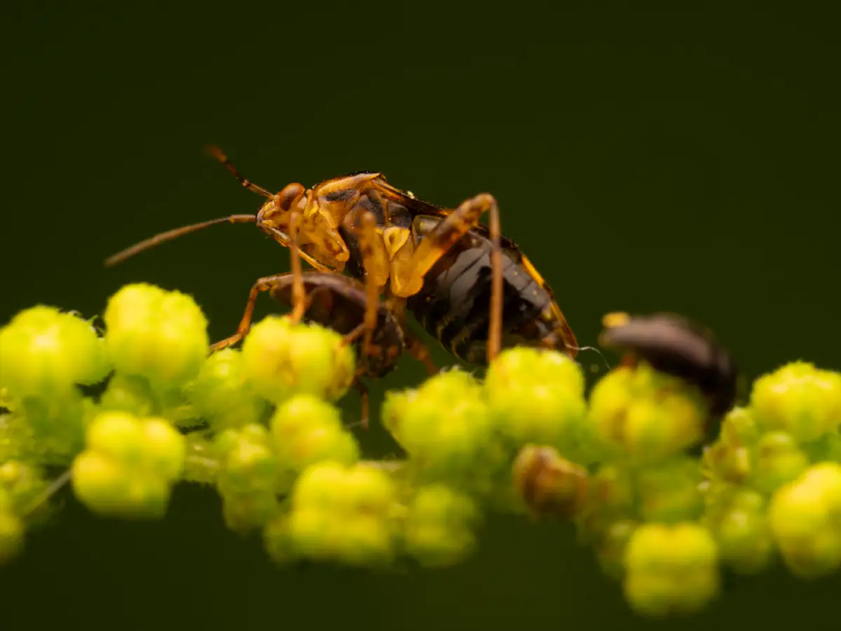 Gepunktete Nesselwanze