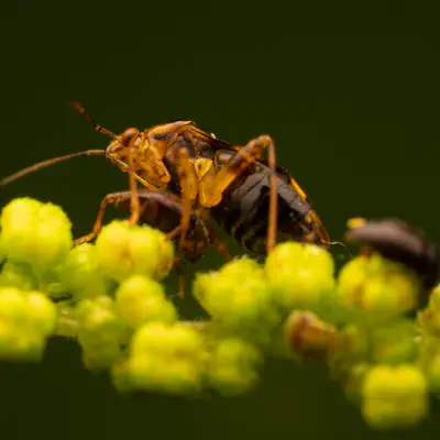 Gepunktete Nesselwanze