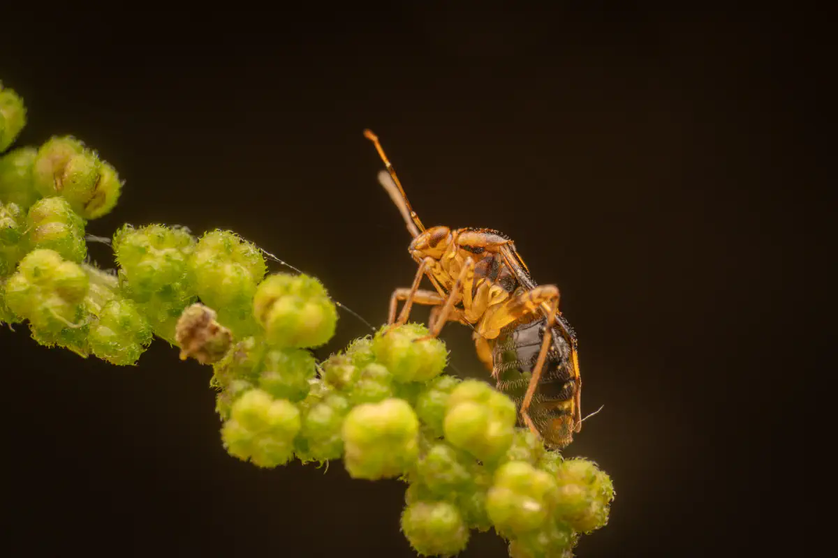 Gepunktete Nesselwanze