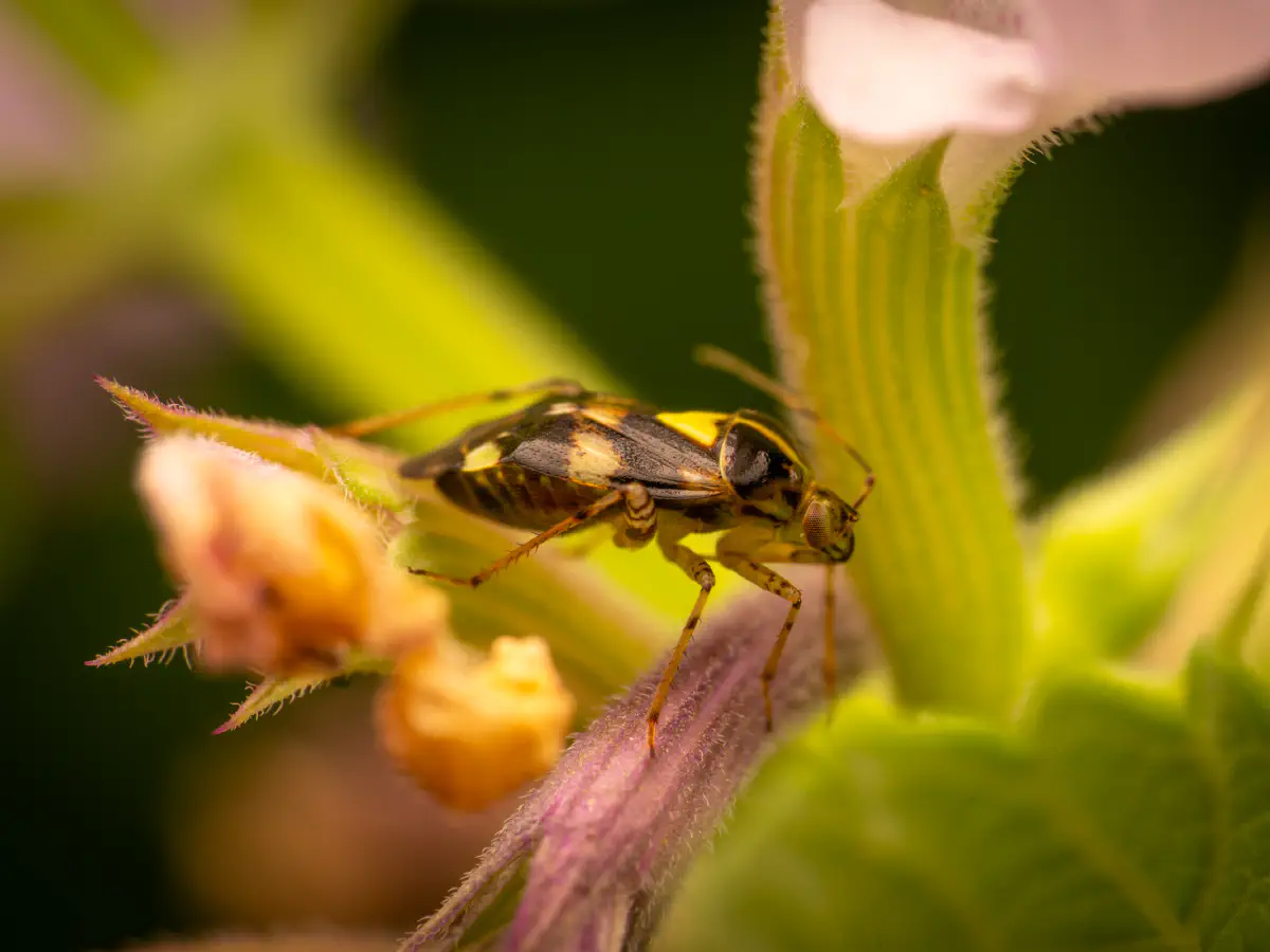 Gepunktete Nesselwanze