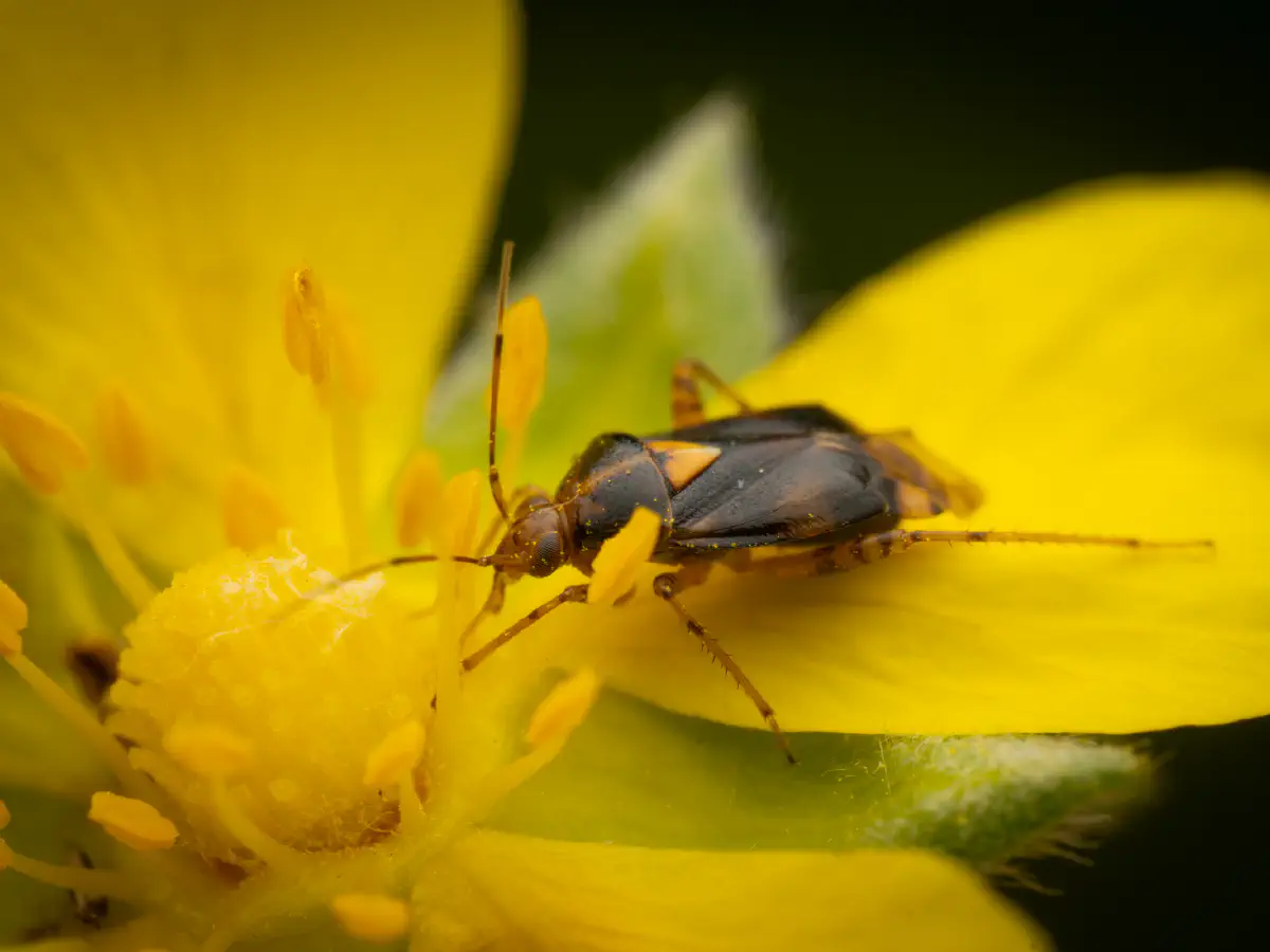 Gepunktete Nesselwanze