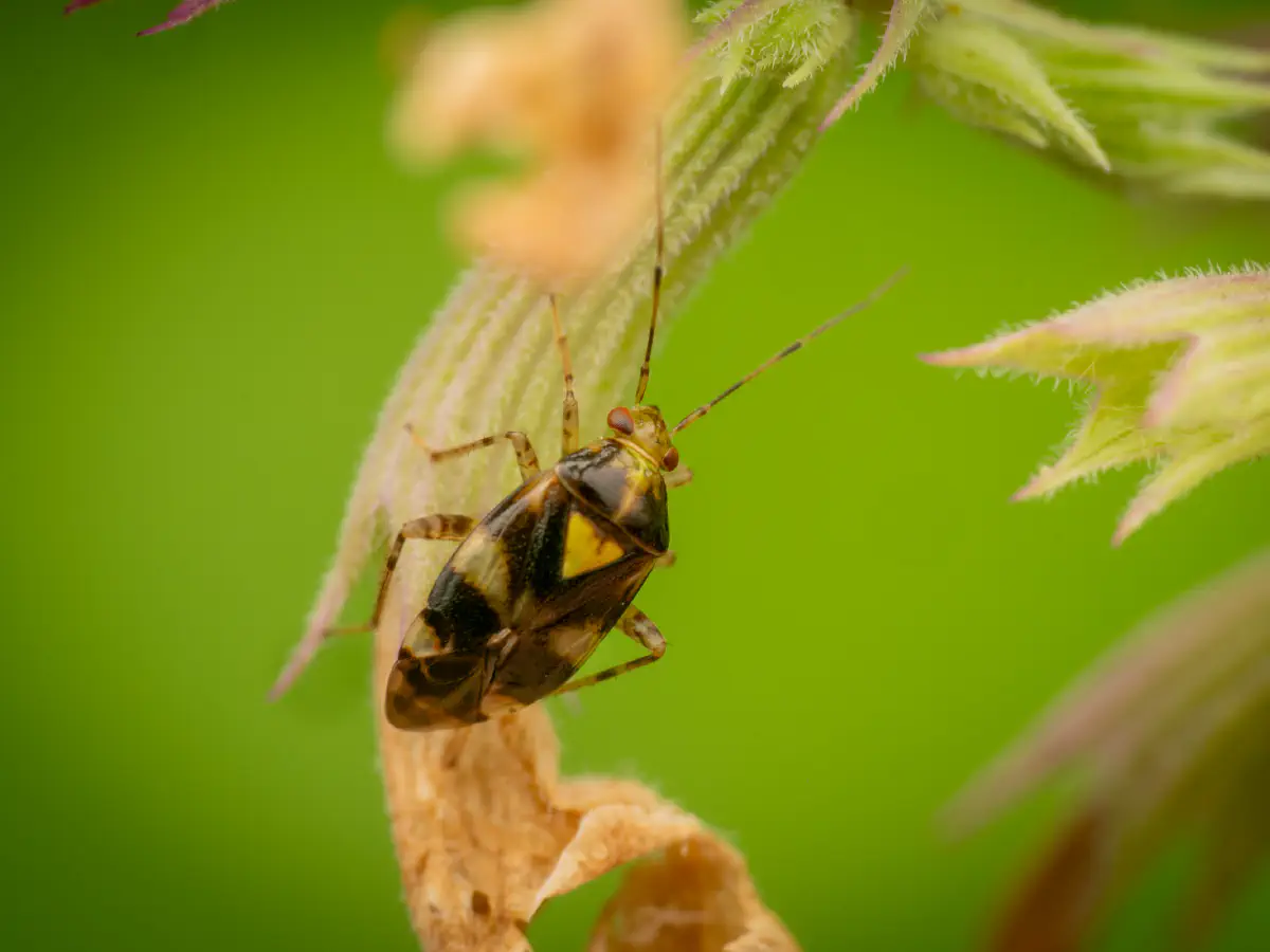 Gepunktete Nesselwanze