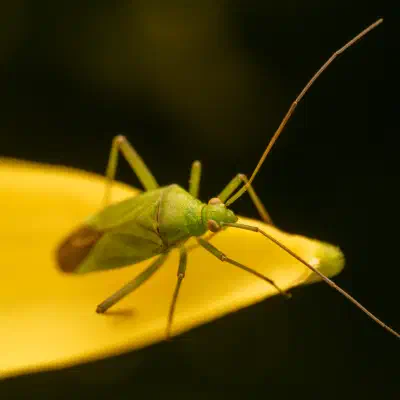 Grüne Distelwanze