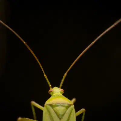 Grüne Distelwanze