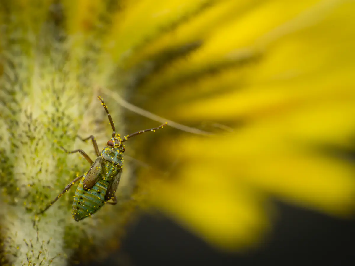 Habichtskraut-Weichwanze