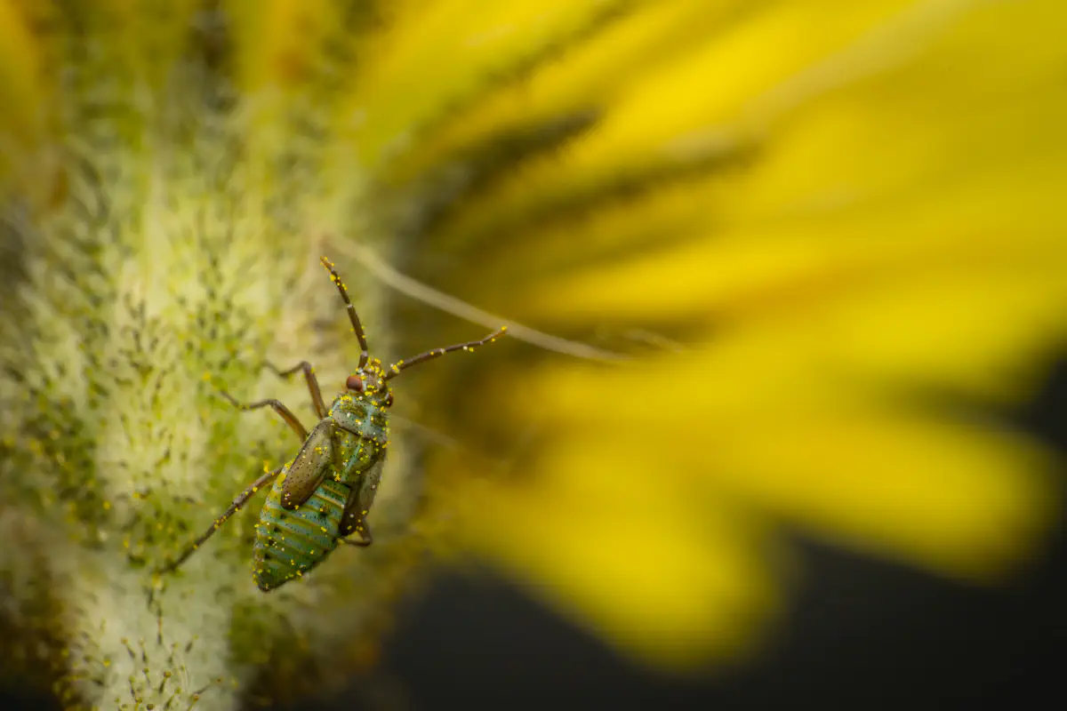 Habichtskraut-Weichwanze