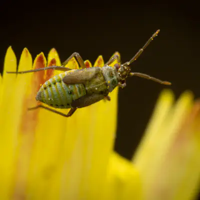 Habichtskraut-Weichwanze