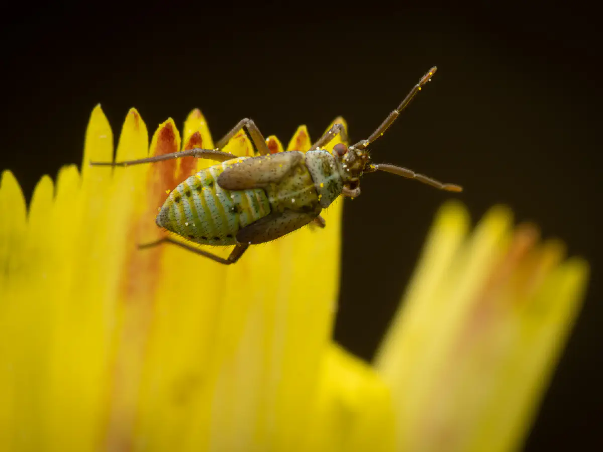 Habichtskraut-Weichwanze