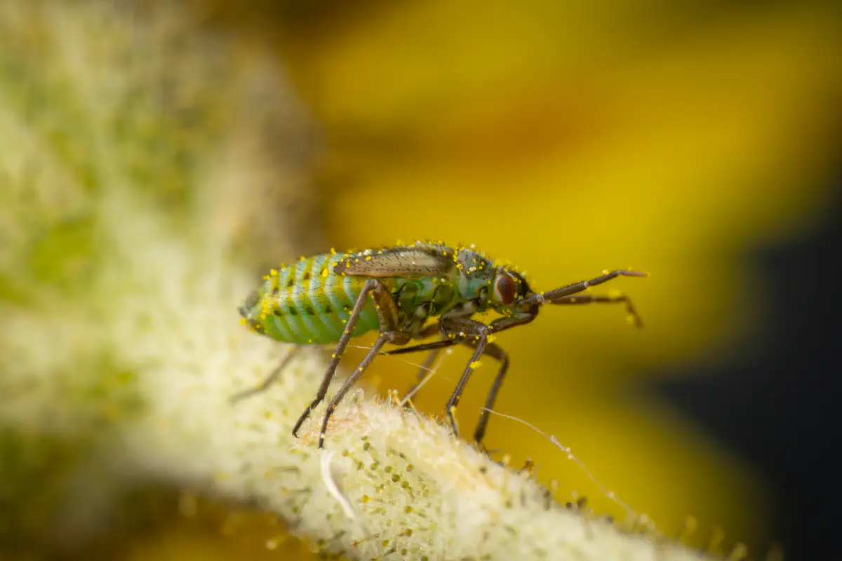 Habichtskraut-Weichwanze