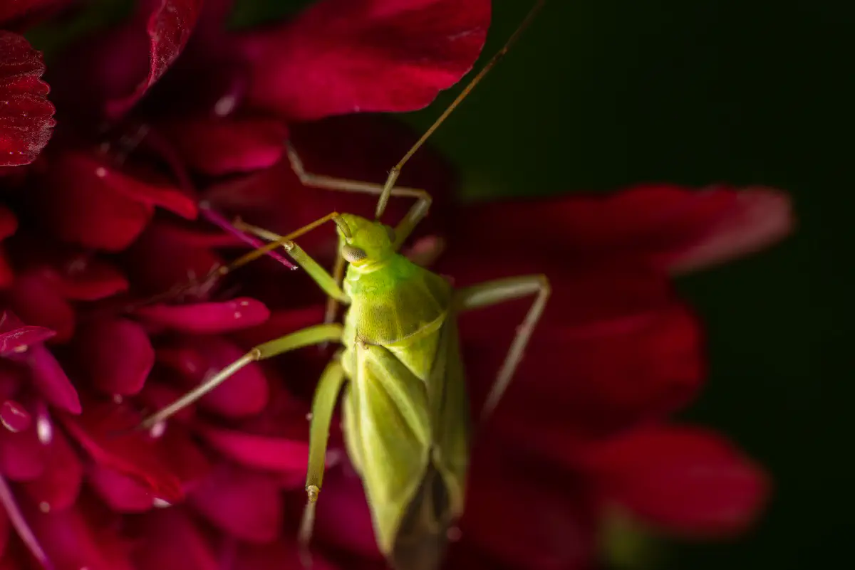 Leuchtende Kräuterwanze