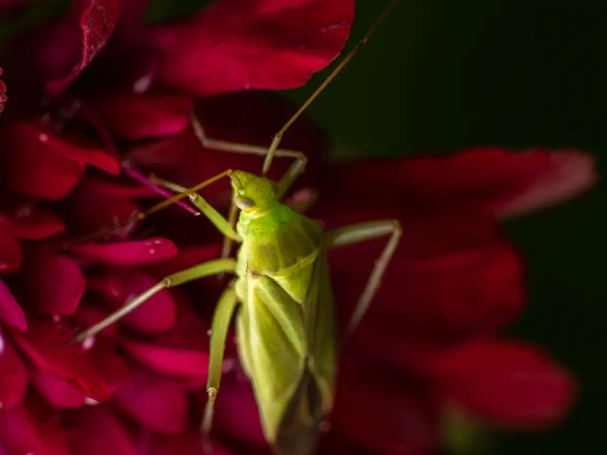 Leuchtende Kräuterwanze