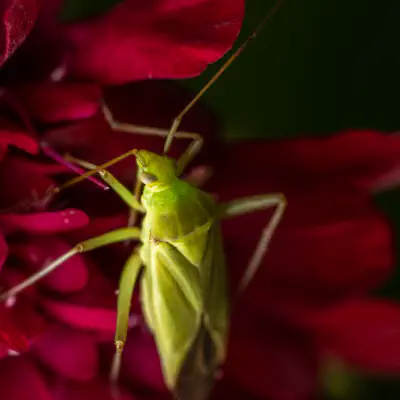 Leuchtende Kräuterwanze