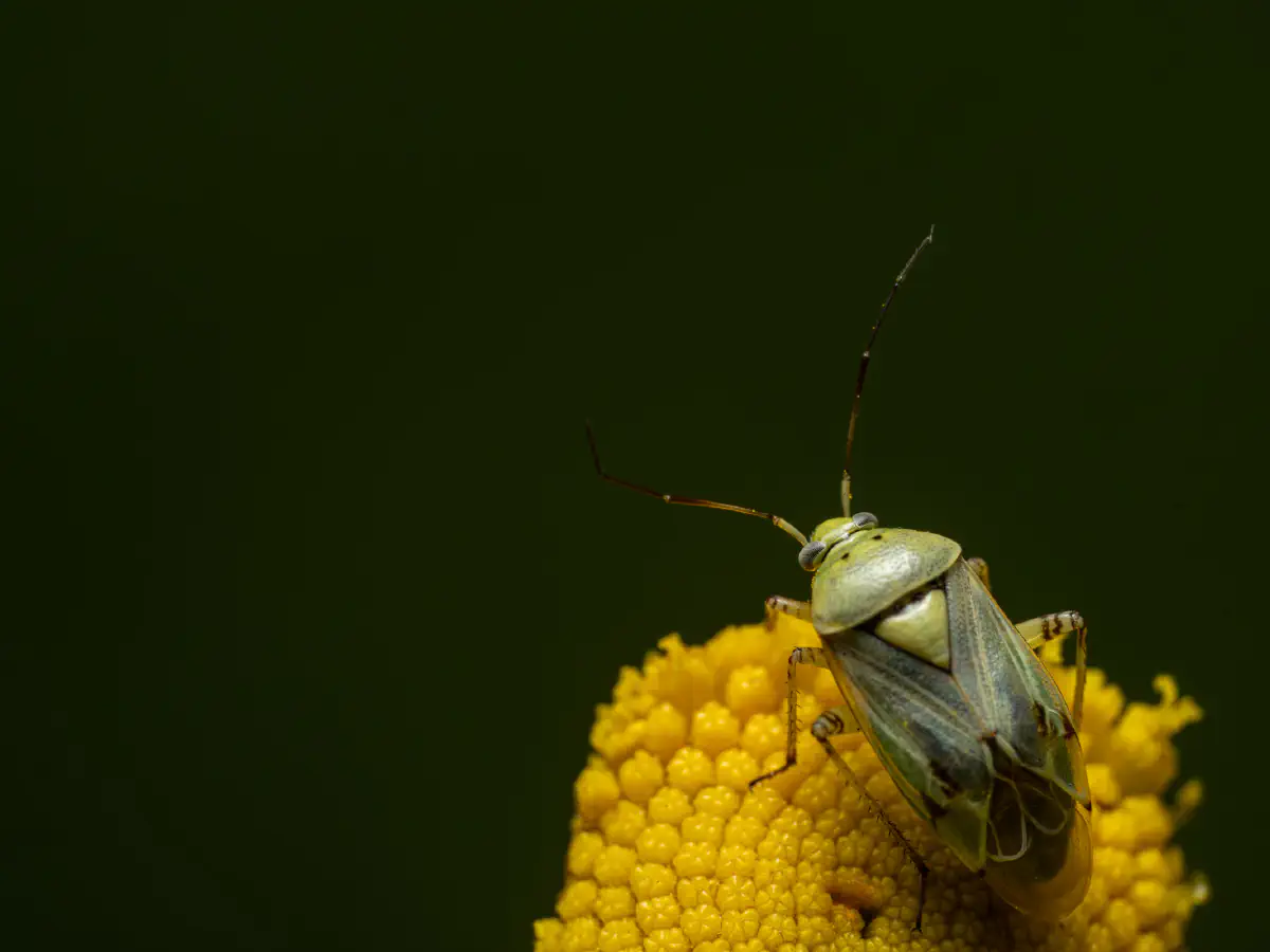 Leuchtende Kräuterwanze