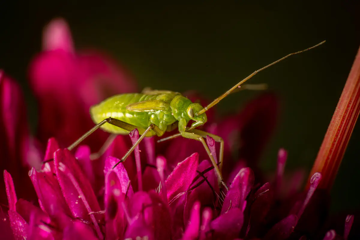 Capside de la luzerne