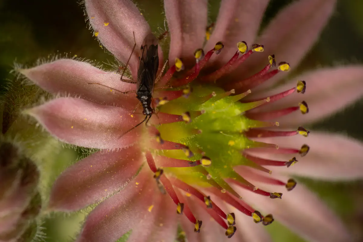 Unbeständiger Schmalhans