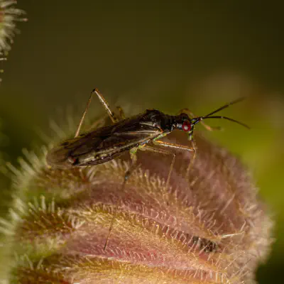 Unbeständiger Schmalhans