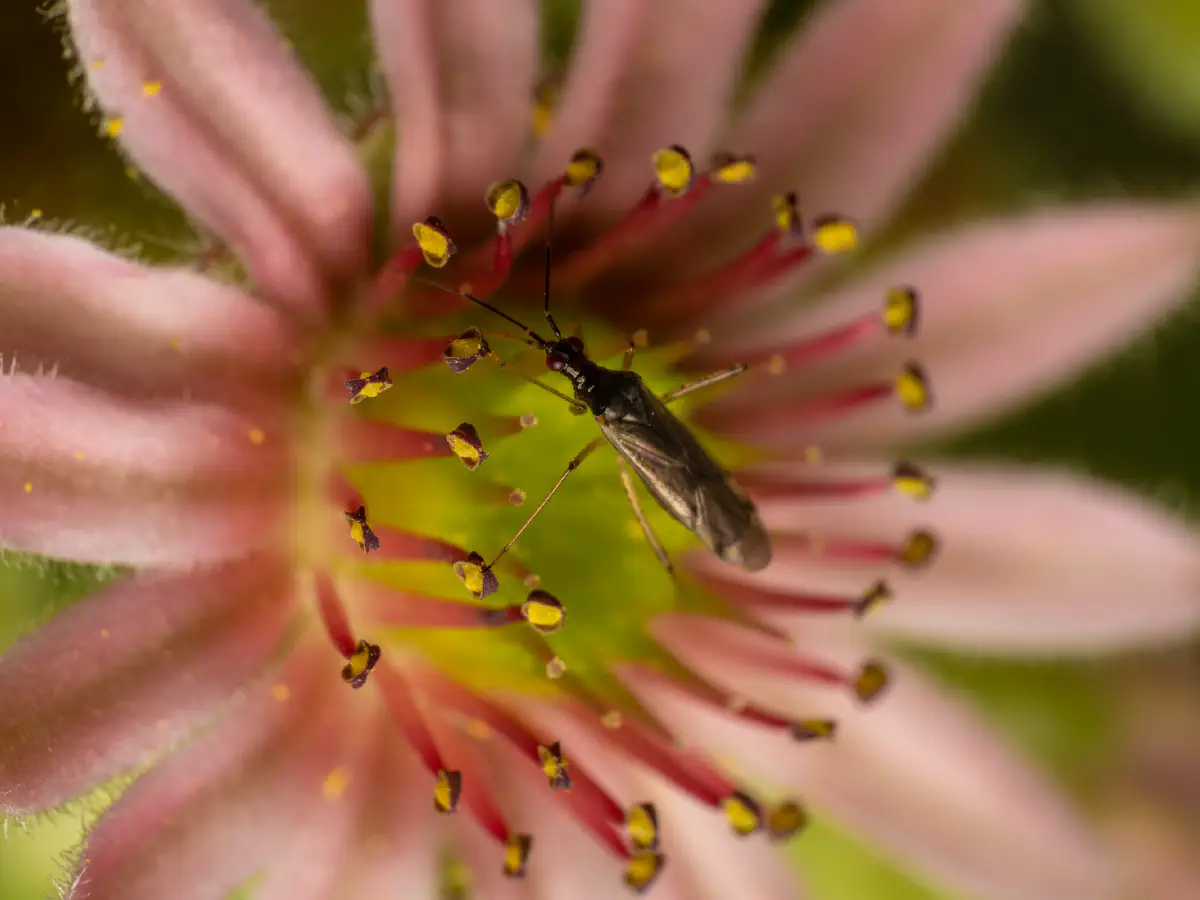 Unbeständiger Schmalhans