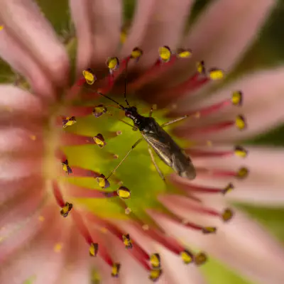 Unbeständiger Schmalhans