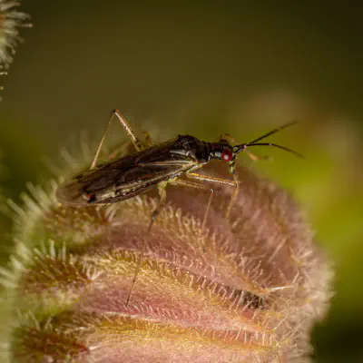 Unbeständiger Schmalhans