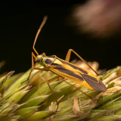 Zweifleck-Weichwanze