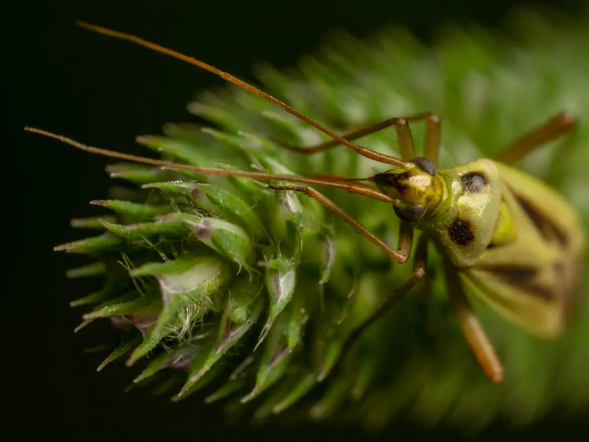 Zweifleck-Weichwanze