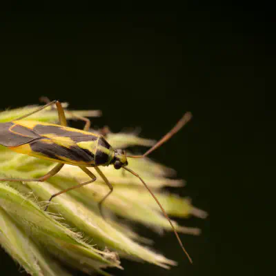 Zweifleck-Weichwanze