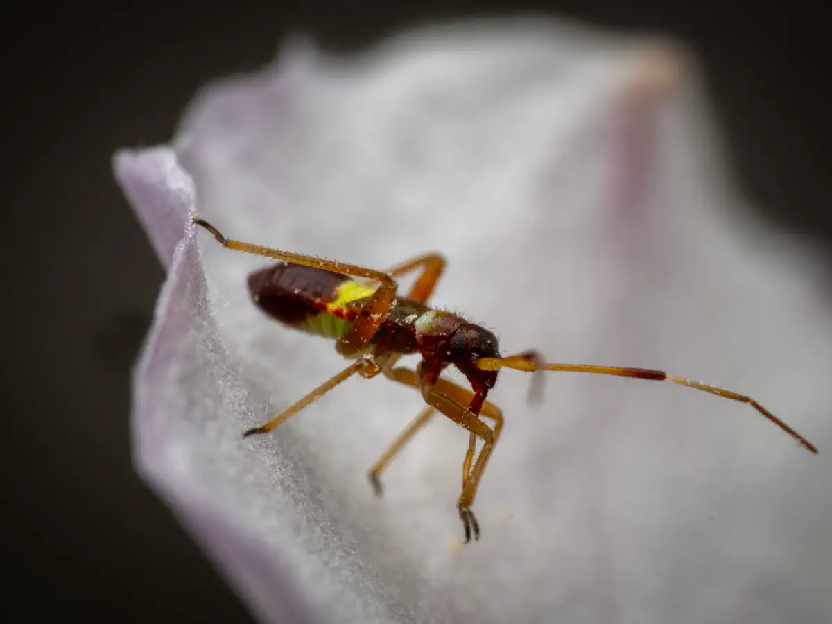 Zweikeulen-Weichwanze