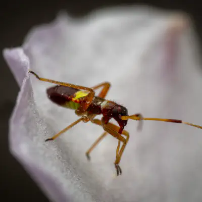 Zweikeulen-Weichwanze