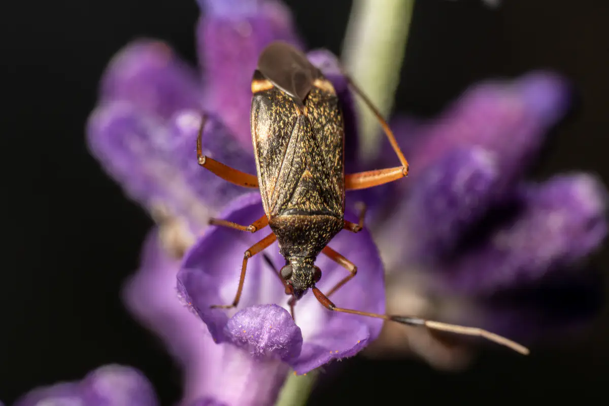 Zweikeulen-Weichwanze