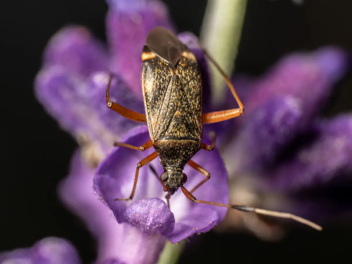 Zweikeulen-Weichwanze