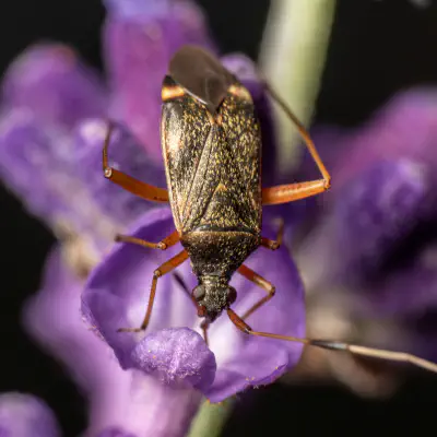 Zweikeulen-Weichwanze