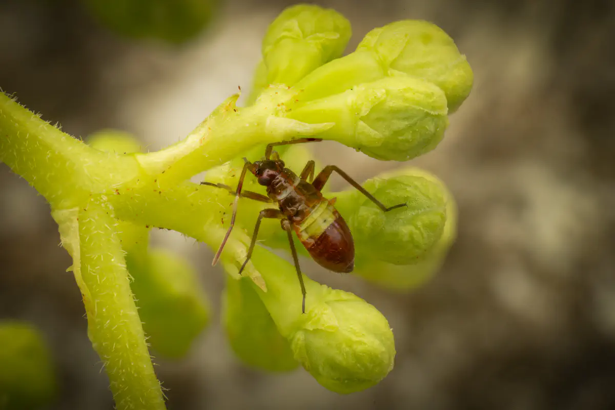 Zweikeulen-Weichwanze