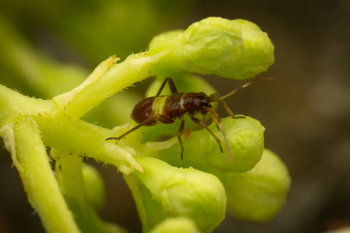 Zweikeulen-Weichwanze