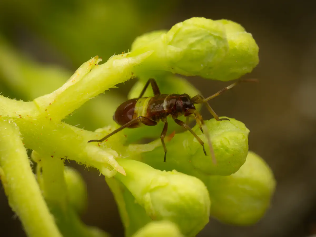 Zweikeulen-Weichwanze