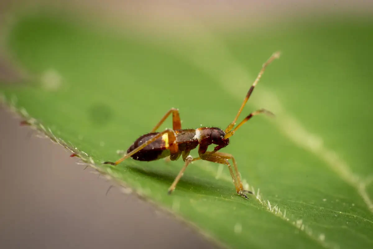 Zweikeulen-Weichwanze