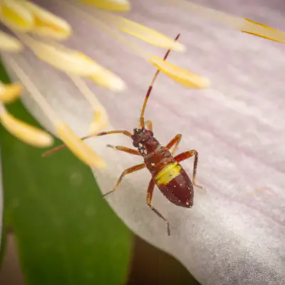 Zweikeulen-Weichwanze