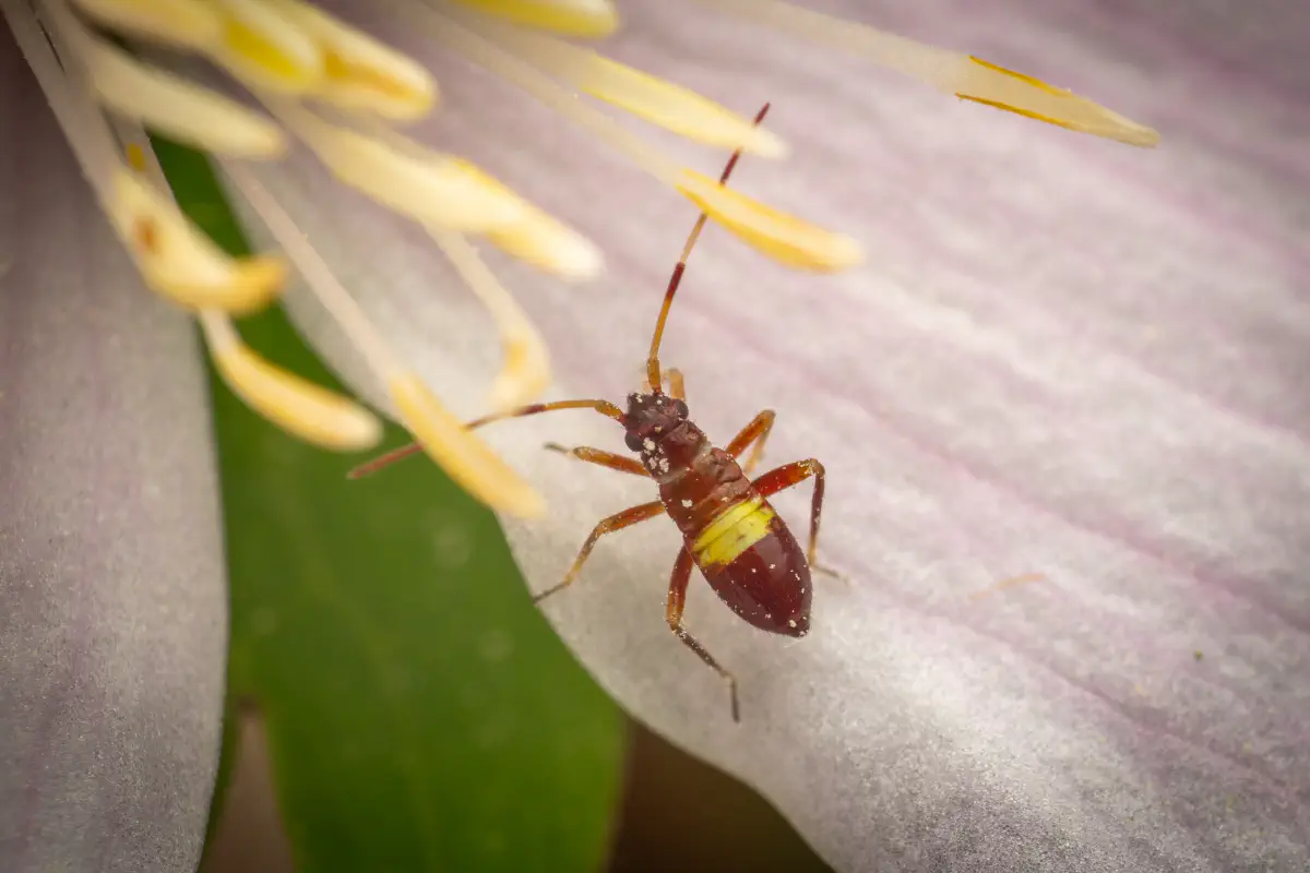Zweikeulen-Weichwanze
