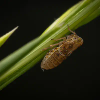 Dicranotropis hamata