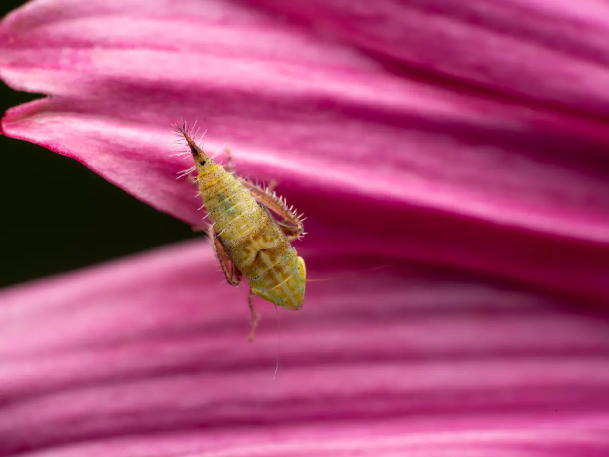 Privet Leafhopper