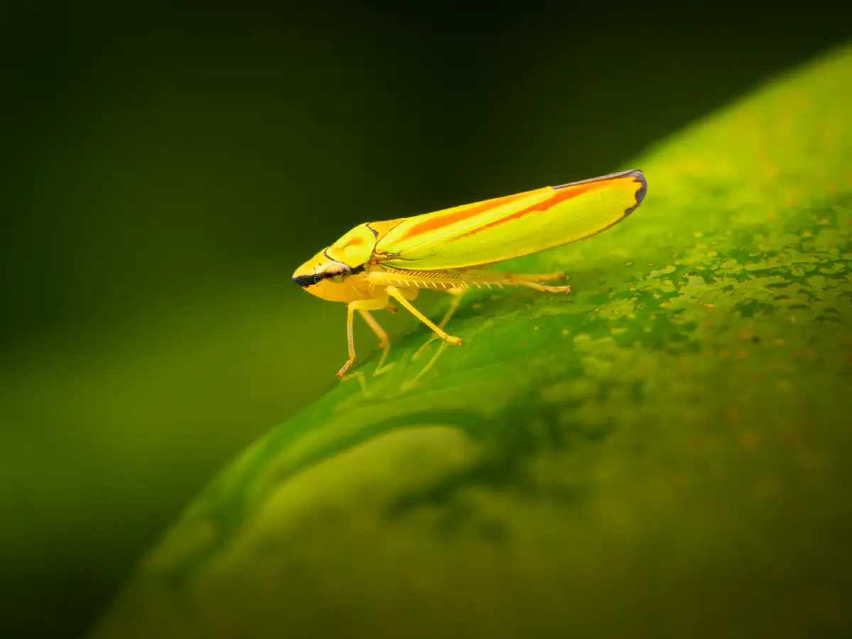 Rhododendron Leafhopper