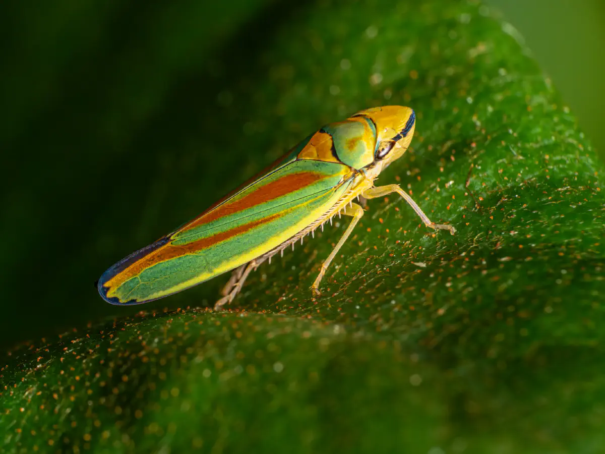 Rhododendron Leafhopper