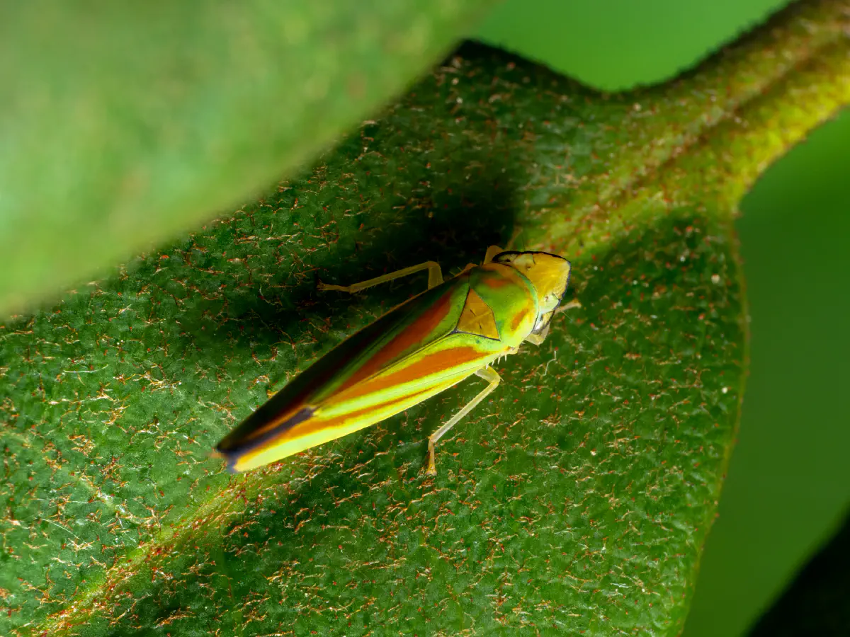 Rhododendron Leafhopper
