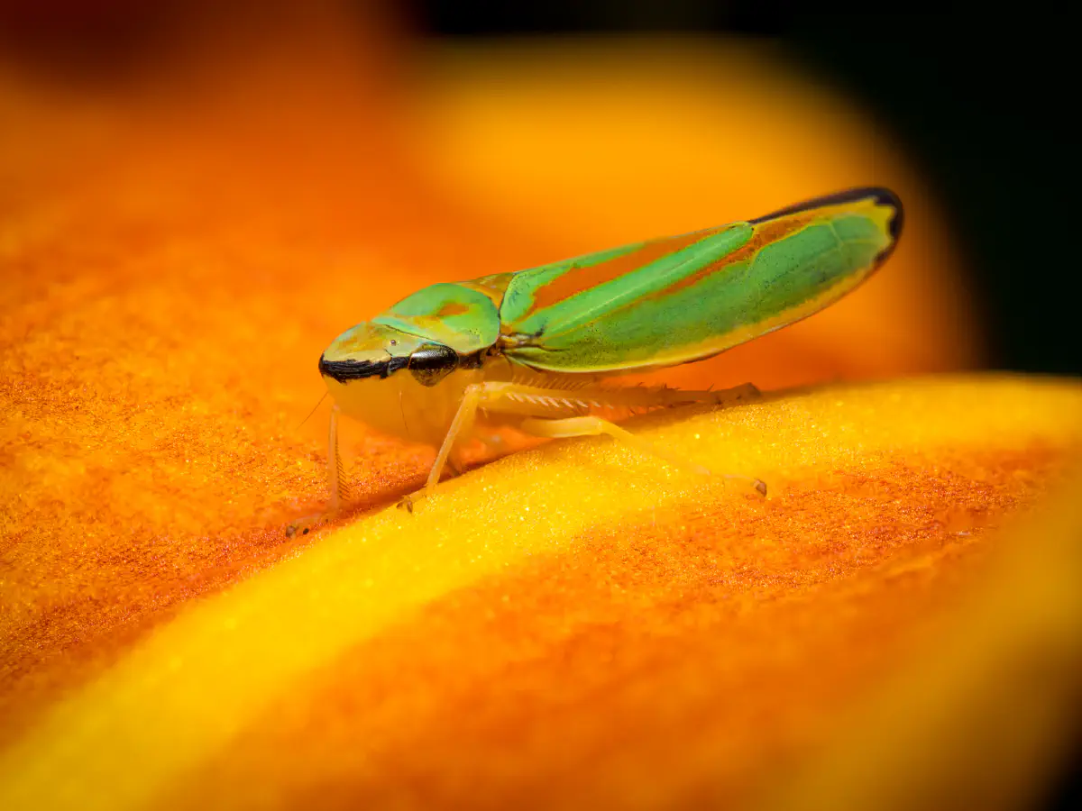 Rhododendron Leafhopper