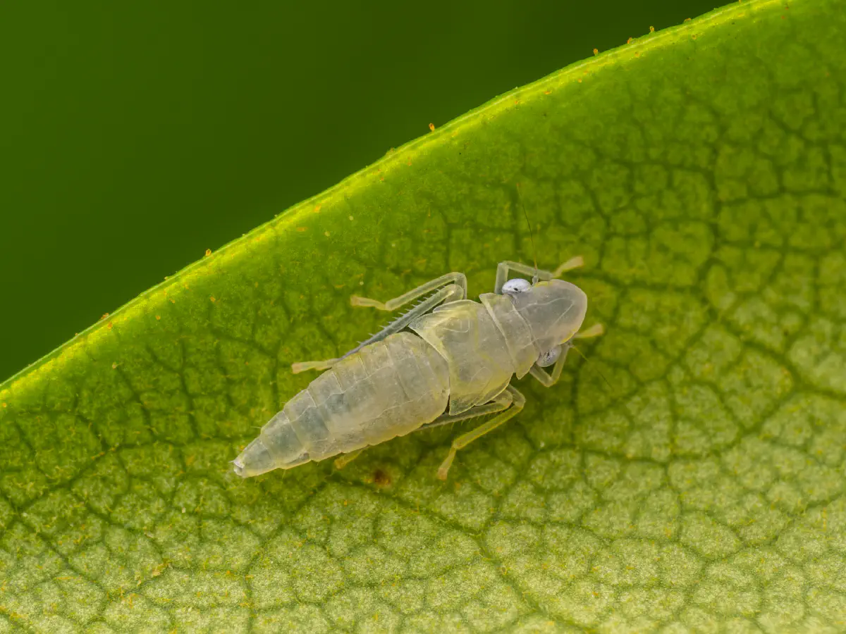 Rhododendron Leafhopper