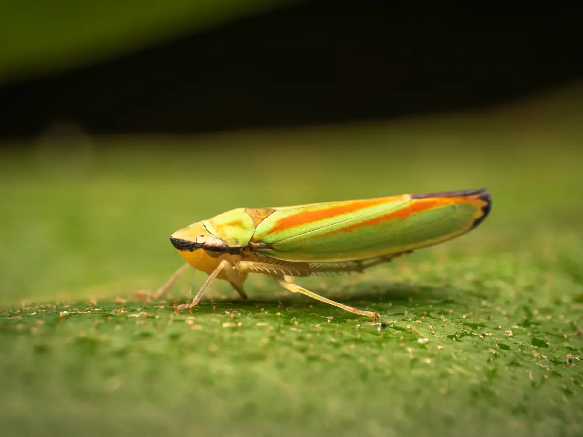Rhododendron Leafhopper