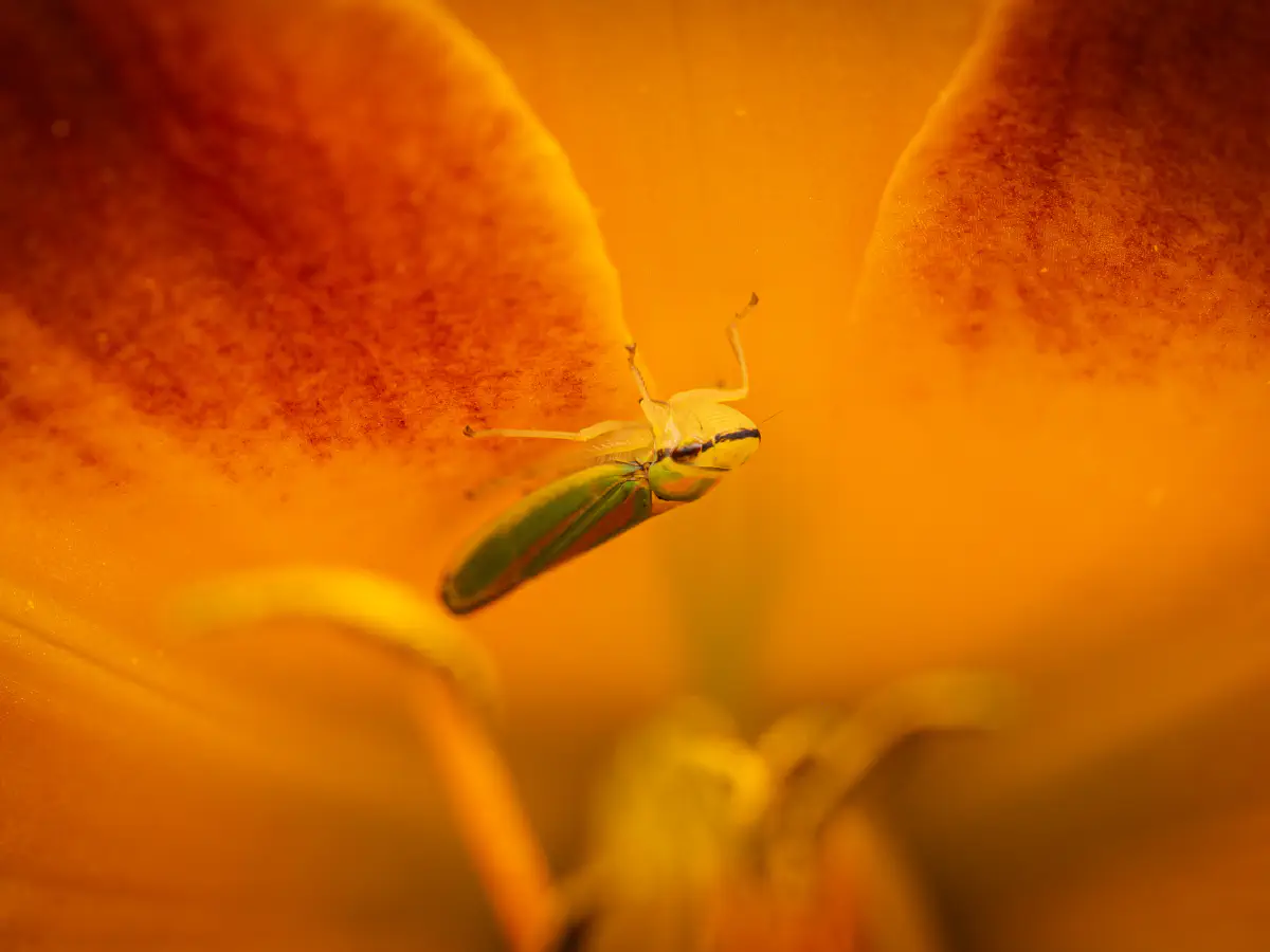Rhododendron Leafhopper