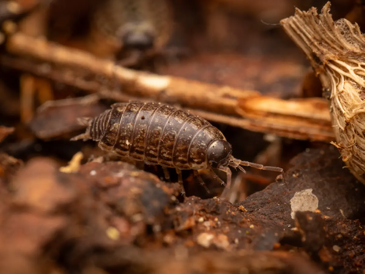 Philoscie des mousses