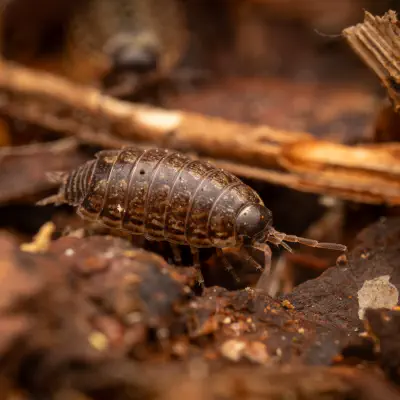 Philoscie des mousses